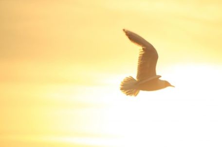Man sieht eine Taube vor aufgehender Sonne fliegen