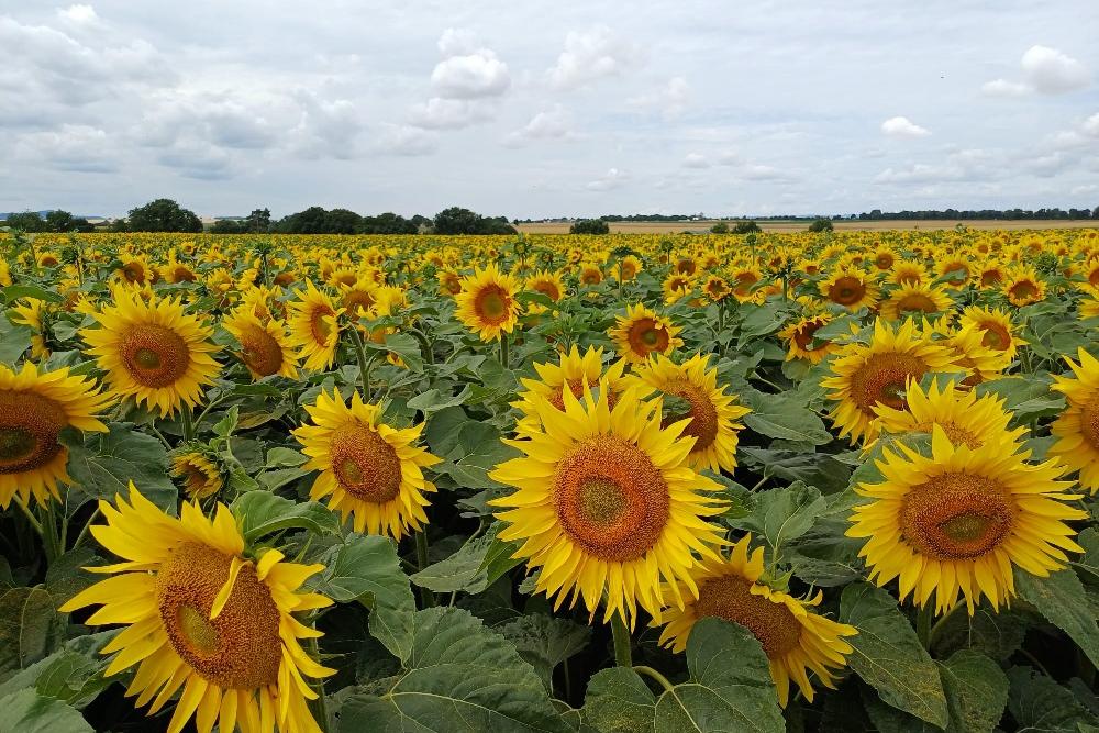 Man blickt auf ein Feld mit Sonnenblumen darüber wolkenverhangener Himmel