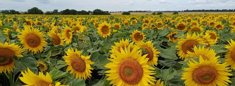 Man blickt auf ein Feld mit Sonnenblumen darüber wolkenverhangener Himmel