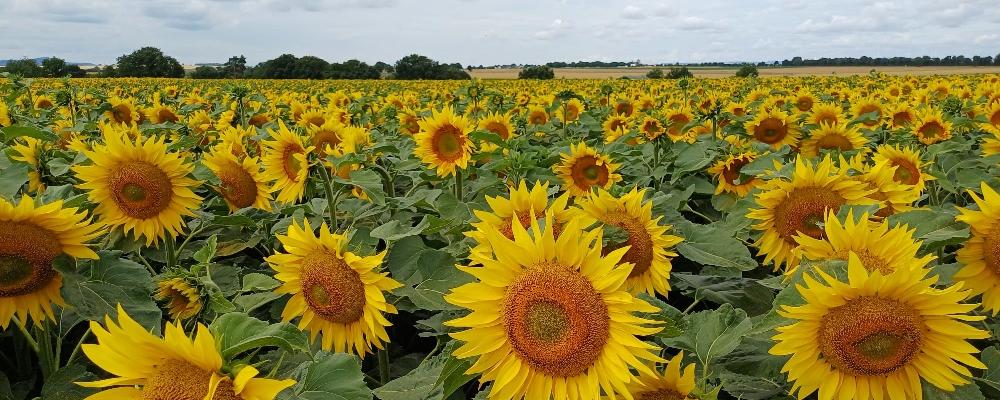 Man blickt auf ein Feld mit Sonnenblumen darüber wolkenverhangener Himmel