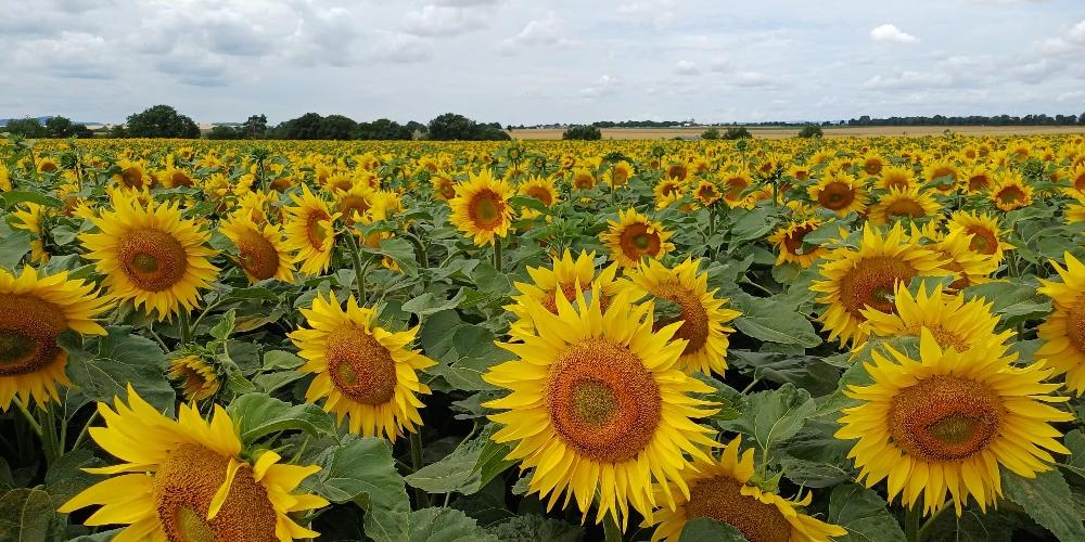 Man blickt auf ein Feld mit Sonnenblumen darüber wolkenverhangener Himmel