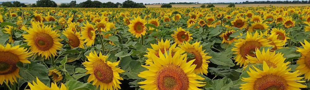 Man blickt auf ein Feld mit Sonnenblumen darüber wolkenverhangener Himmel