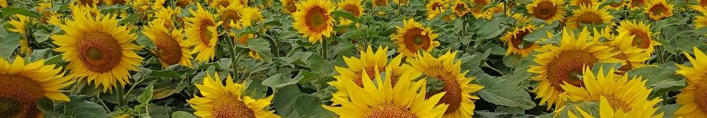 Man blickt auf ein Feld mit Sonnenblumen darüber wolkenverhangener Himmel