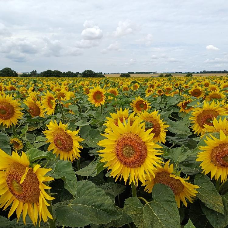 Man blickt auf ein Feld mit Sonnenblumen darüber wolkenverhangener Himmel