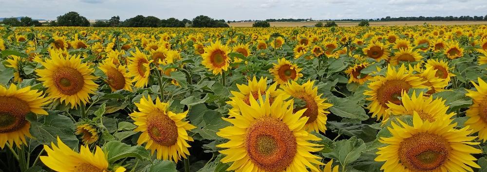 Man blickt auf ein Feld mit Sonnenblumen darüber wolkenverhangener Himmel