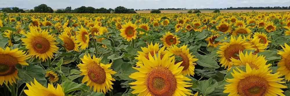Man blickt auf ein Feld mit Sonnenblumen darüber wolkenverhangener Himmel