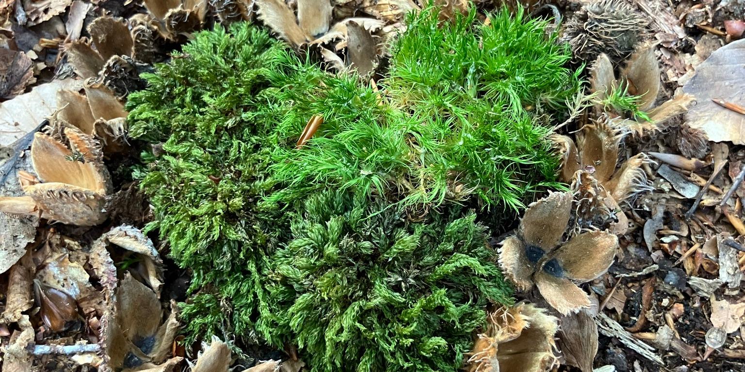 Man sieht Moos gewachsen in Herzform auf Waldboden