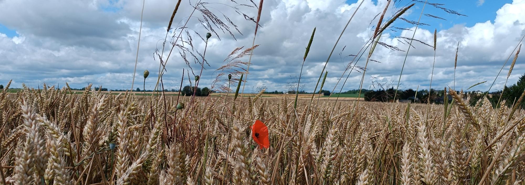Blick über die reifen Ähren des Maifelds