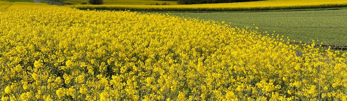 Blick über ein gelb blühendes Rapsfeld