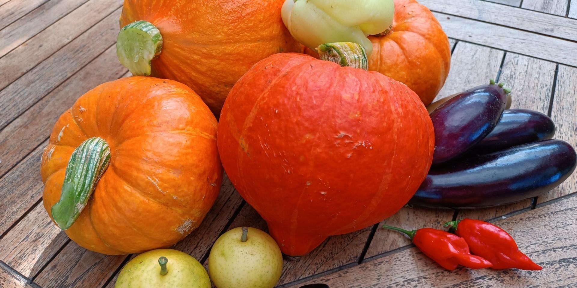 Man sieht orangefarbene Kürbisse, gelbe Paprika, violette Auberginen, schwarze und rote Chilischoten und gelbe Nashibirnen auf einem Holztisch liegen