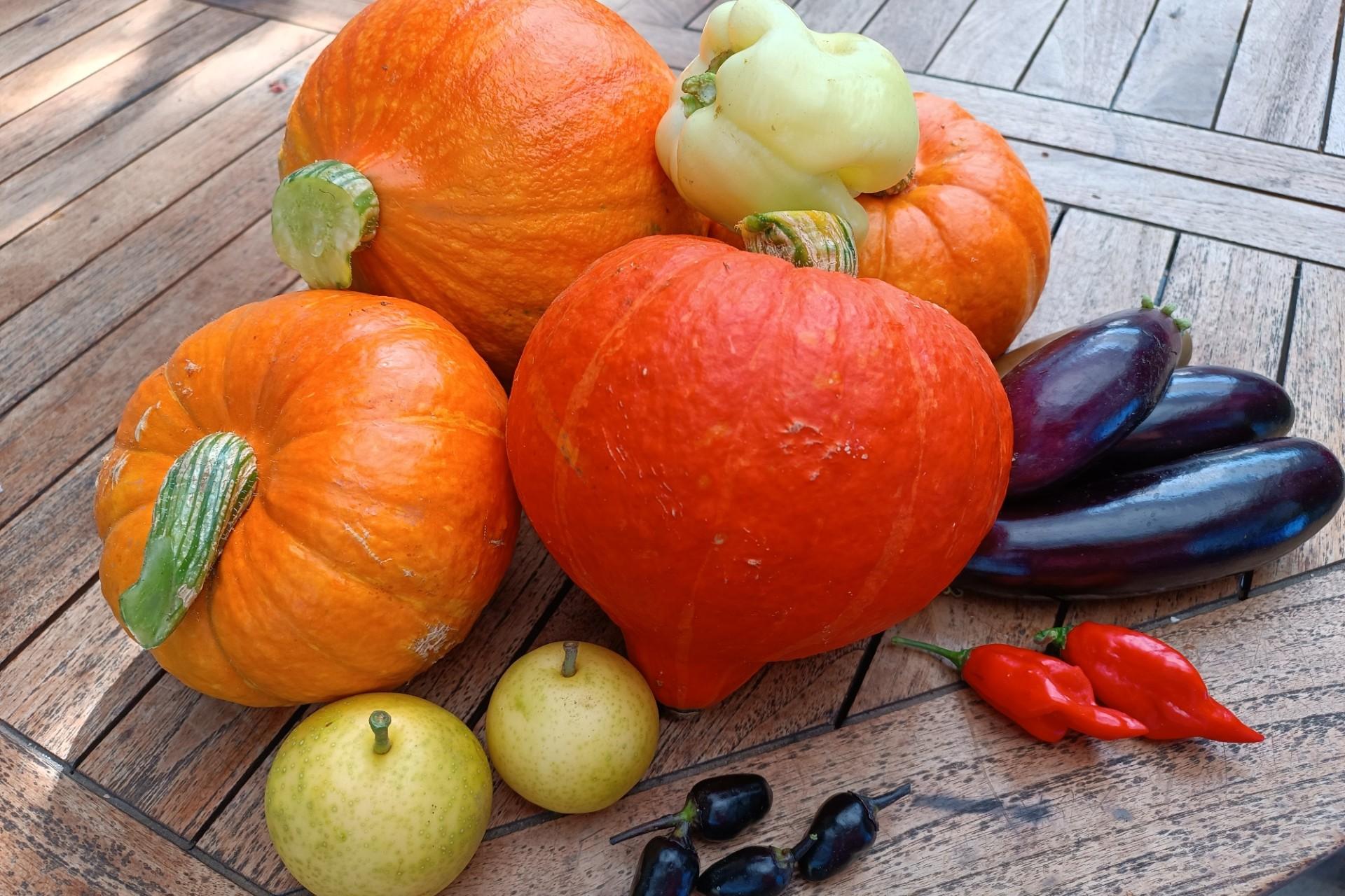 Man sieht orangefarbene Kürbisse, gelbe Paprika, violette Auberginen, schwarze und rote Chilischoten und gelbe Nashibirnen auf einem Holztisch liegen