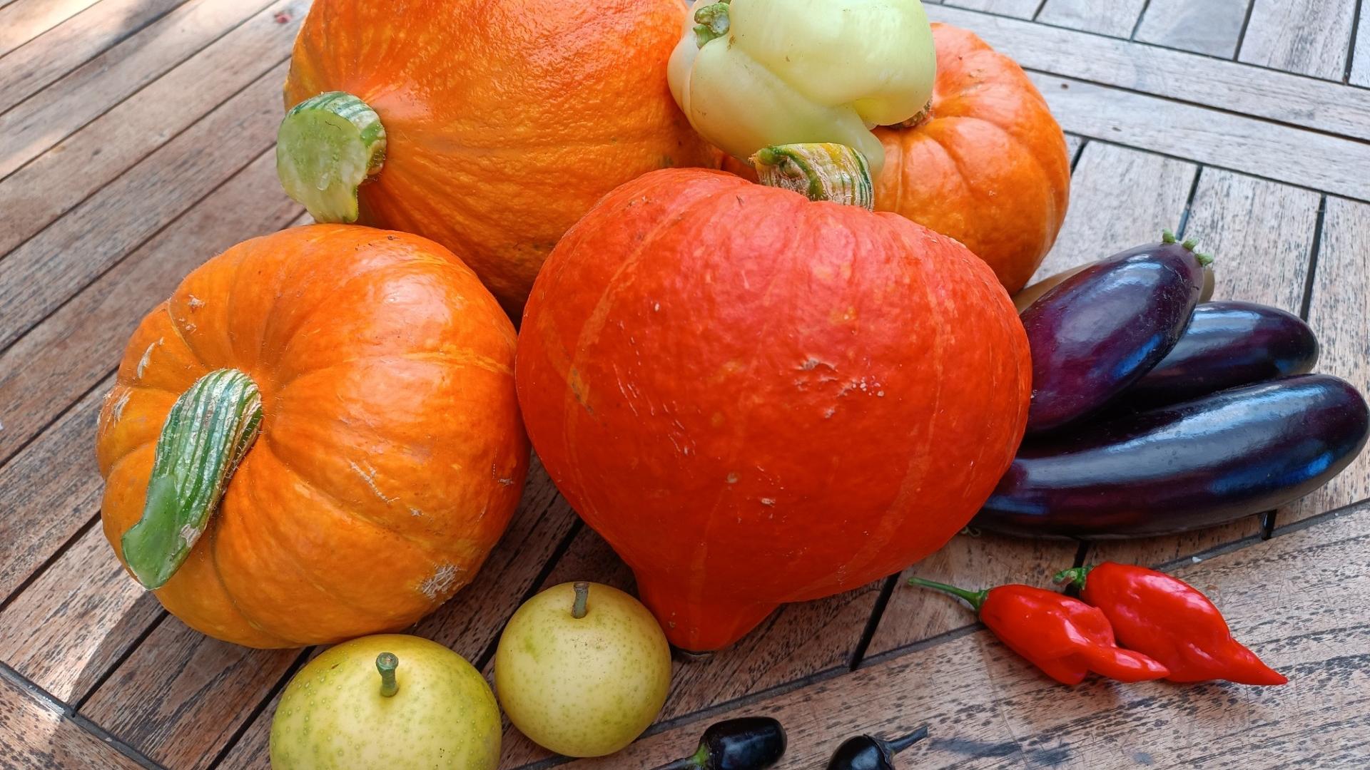 Man sieht orangefarbene Kürbisse, gelbe Paprika, violette Auberginen, schwarze und rote Chilischoten und gelbe Nashibirnen auf einem Holztisch liegen